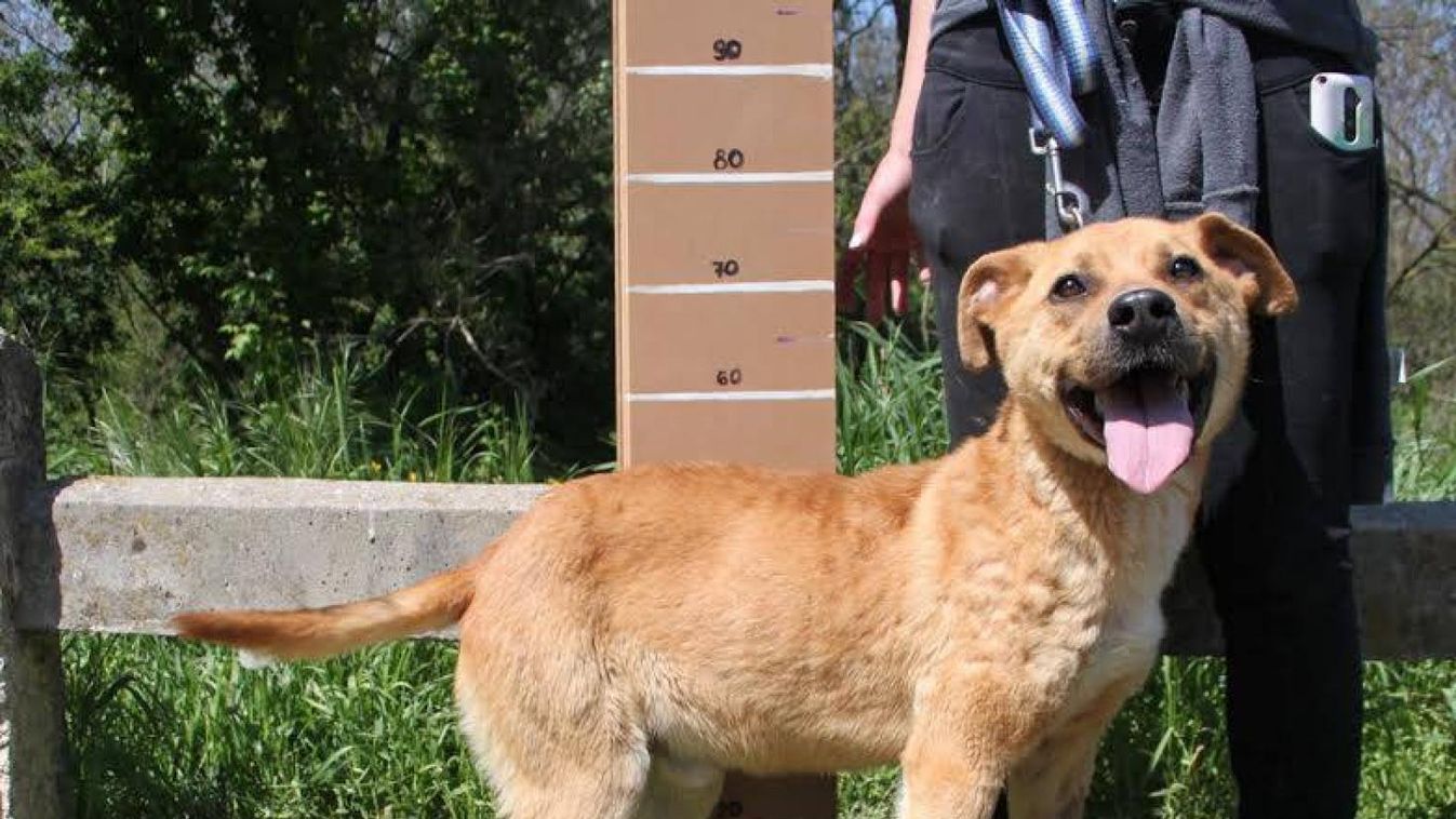 Kutyust szeretne? Ismerje meg Lunát, Tangót és Bogárt