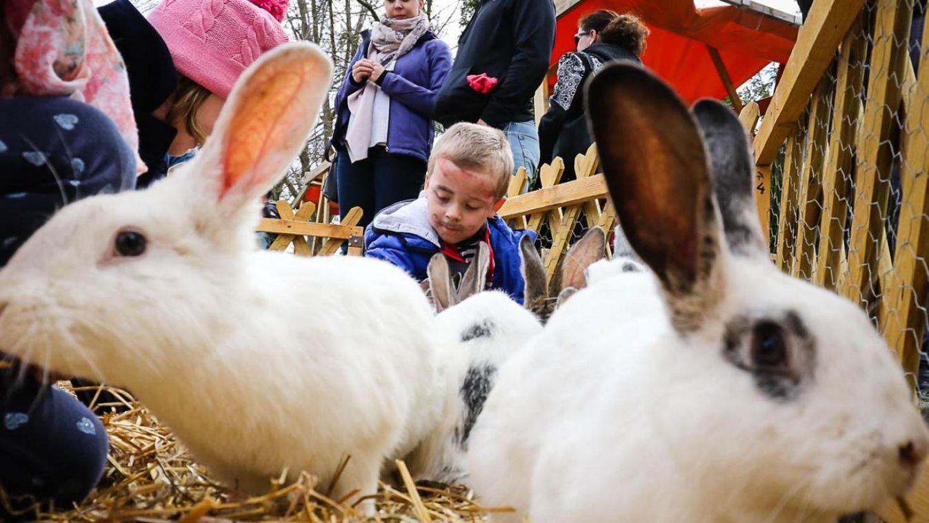 Tizenhárom nyuszi sündörgött a zalakarosi téren