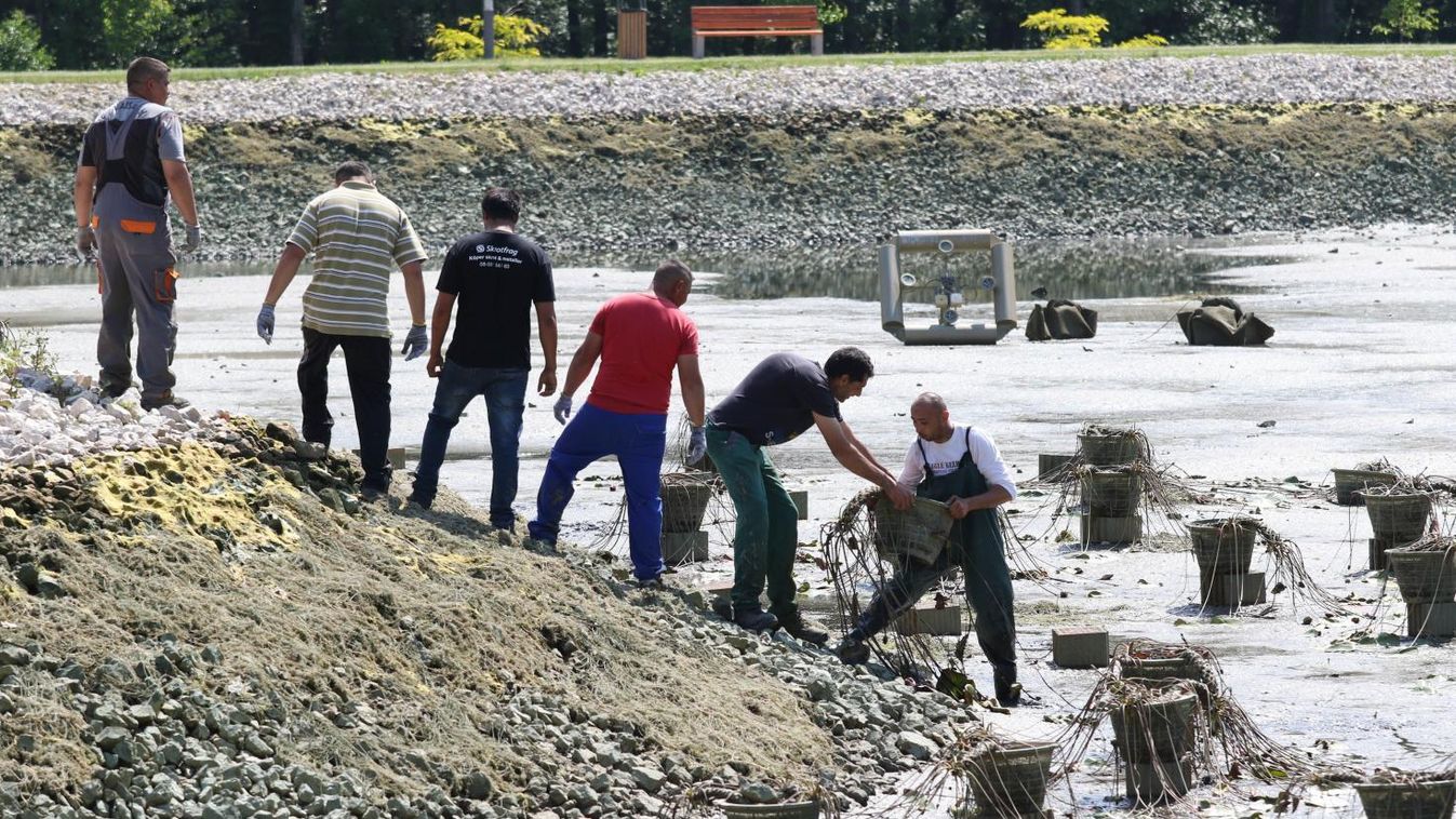 Sikeresen megmentették a zalakarosi tó növényeit