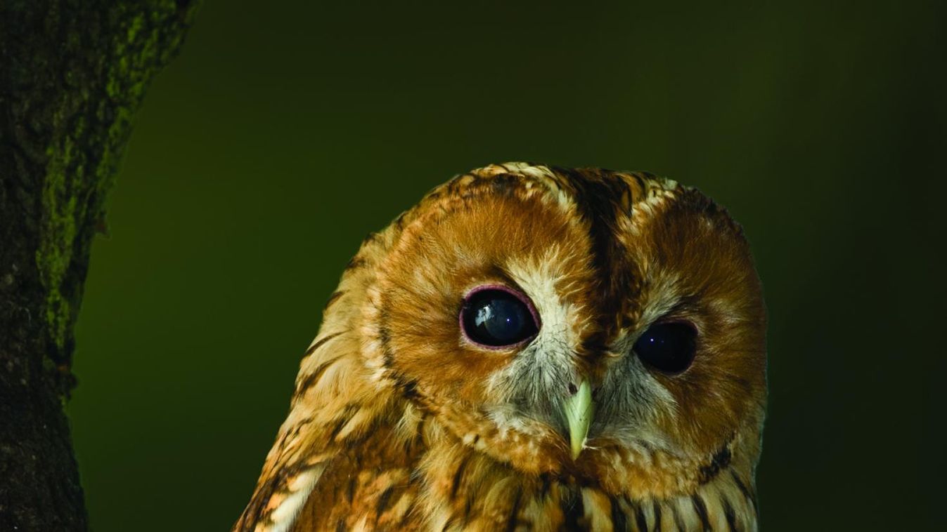 Zalakaros zöld kincsei