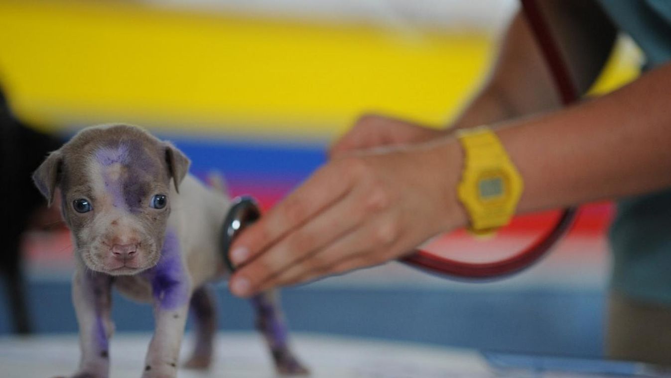 Kidobva, egy dobozban találtak kutyakölyköket Zalakaroson