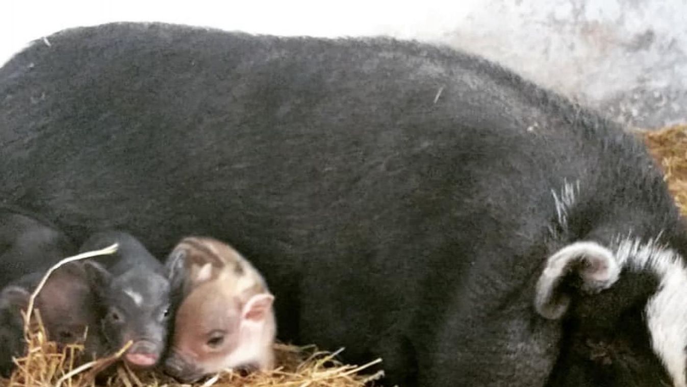 A fenyvespusztai állatsimogató bébi törpemalacai nálad is kimaxolják a cukiságfaktort