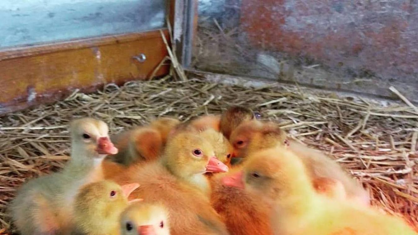 Ici-pici libácskák keltek ki a fenyvespusztai állatsimogatóban