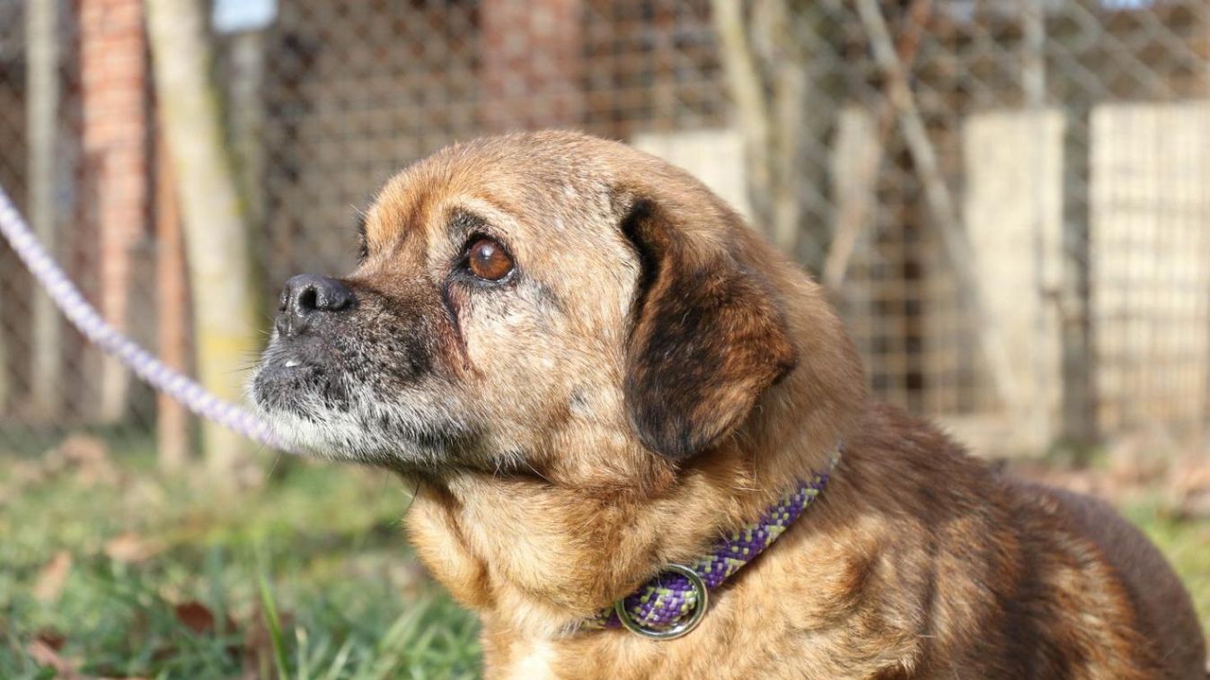 Vízóra aknába esett kutyát mentettek meg Zalakaroson