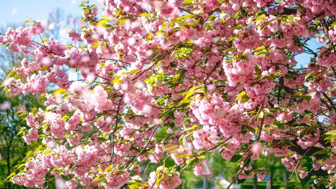 Ilyet is csak évente pár hétig látni – csodálatos Zalakaros