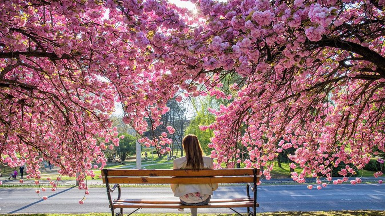 Zalakarosi cseresznyevirágzás