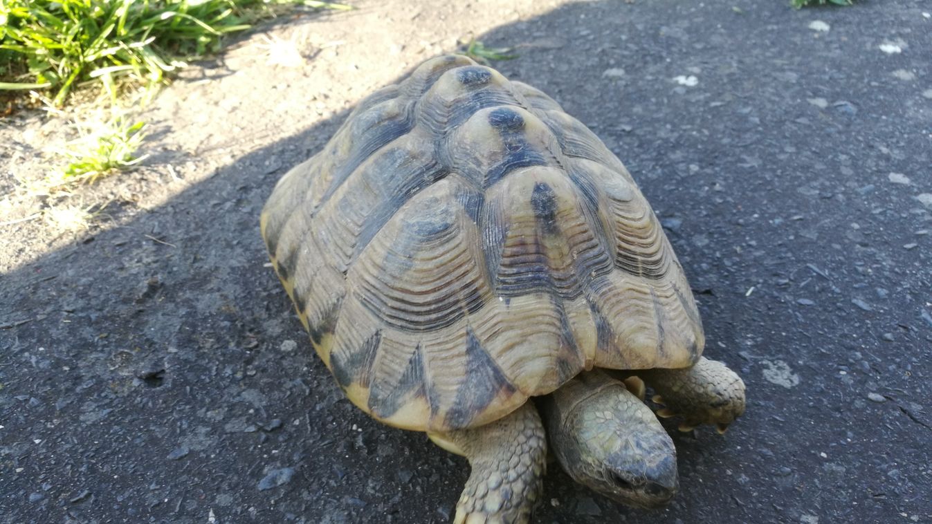 Az utcán kóborolt a görög teknős Zalakaroson