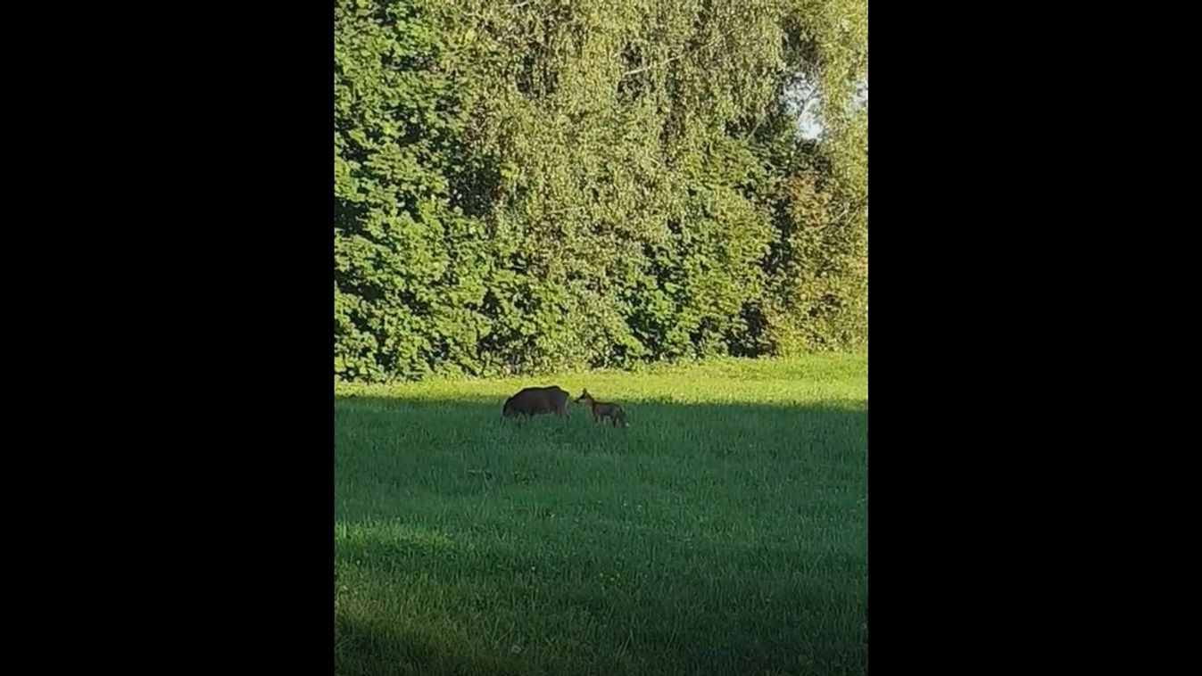 Ilyet csak ritkán láthatsz: vaddisznó és róka barátságát örökítették meg Zalakarosnál (videó)
