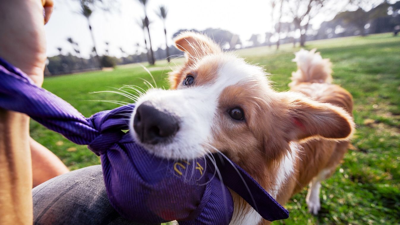 Ebrendészeti hozzájárulást szed Zalakaros a gazdiktól