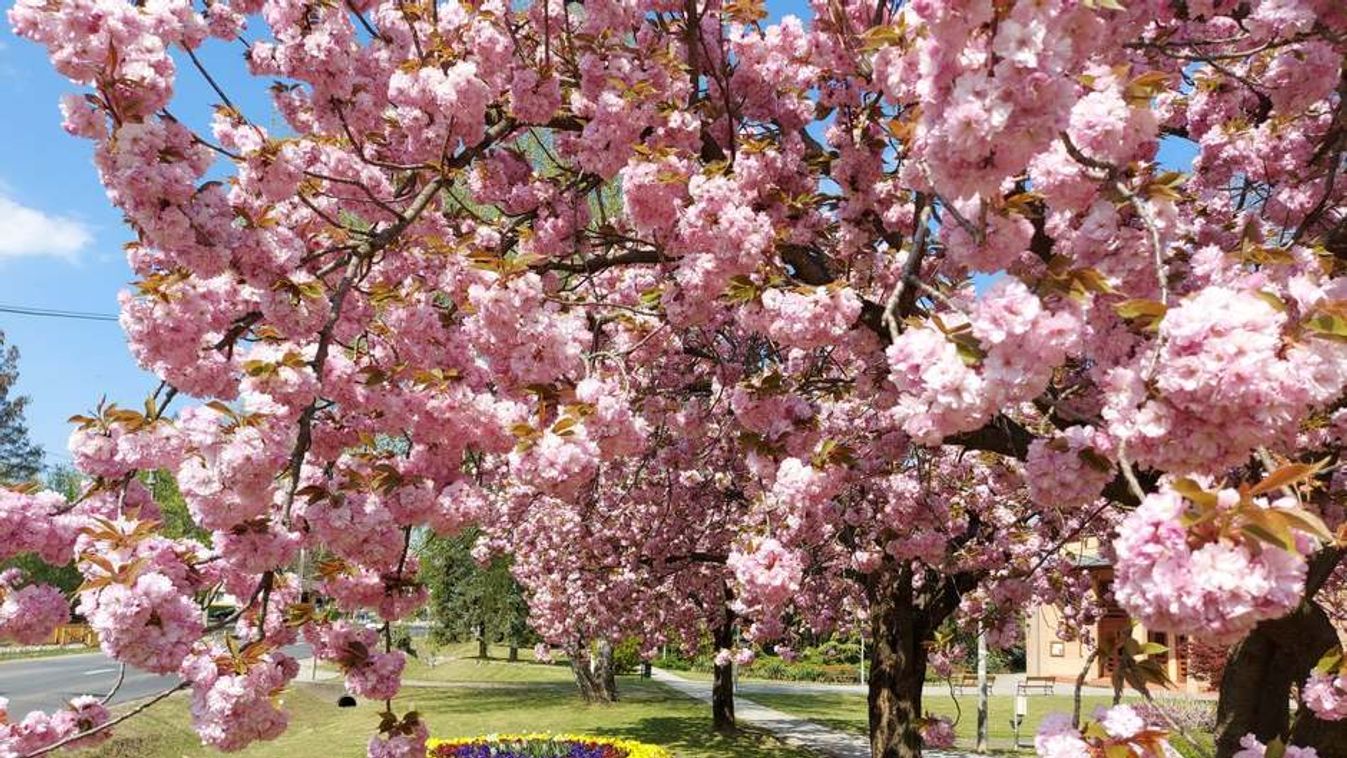 Cseresznyevirágzásban gyönyörködnél? Zalakaroson átélheted az élményt