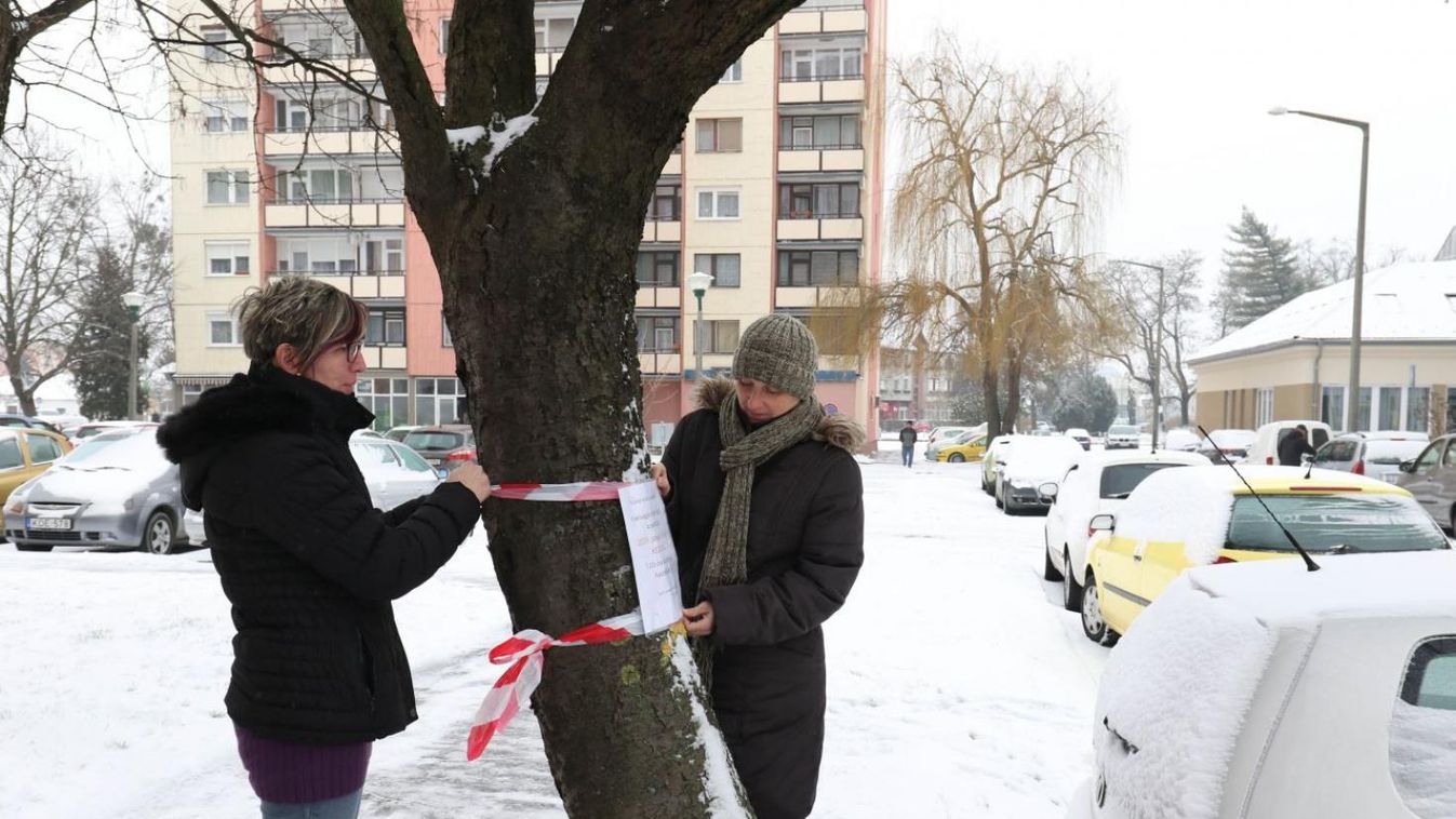 Az autósok miatt késnek a fakivágások Kanizsán