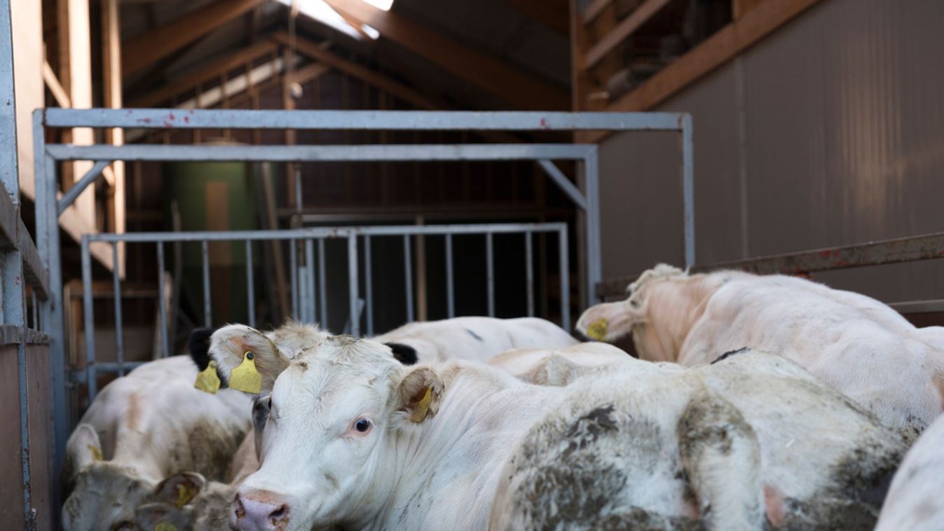 Rátámadt egy 600 kilós bika a gazdára, másodperceken múlt az élete