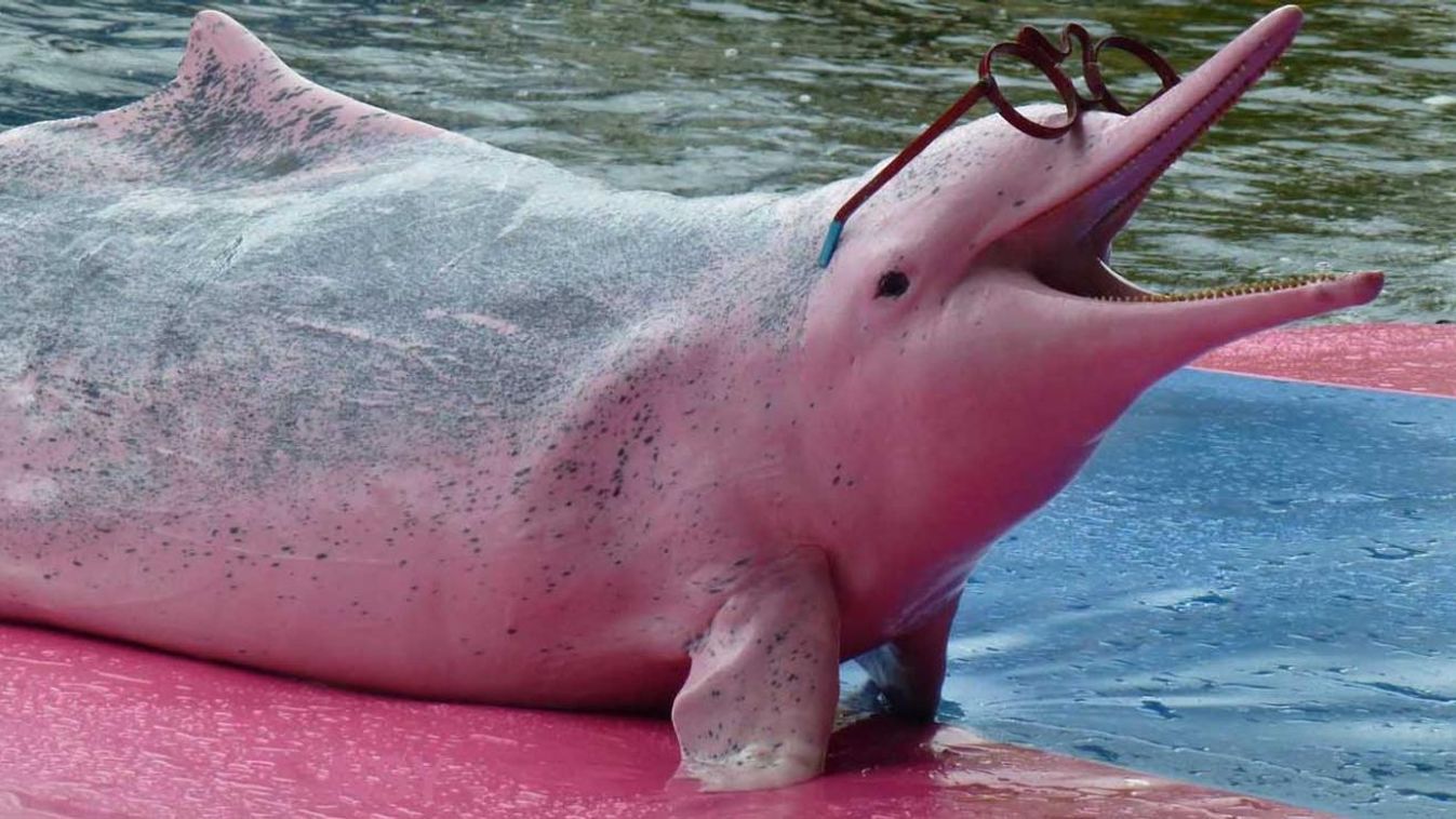 Szivaccsal kedveskedik választottjának a púposhátú delfin