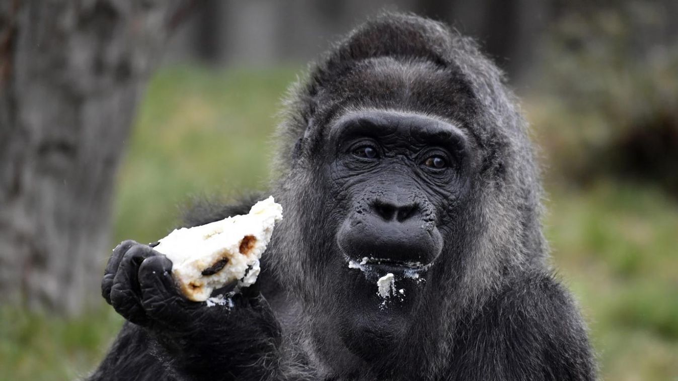 Tiltott gyümölcsökkel köszöntötték a világ legidősebb gorilláját