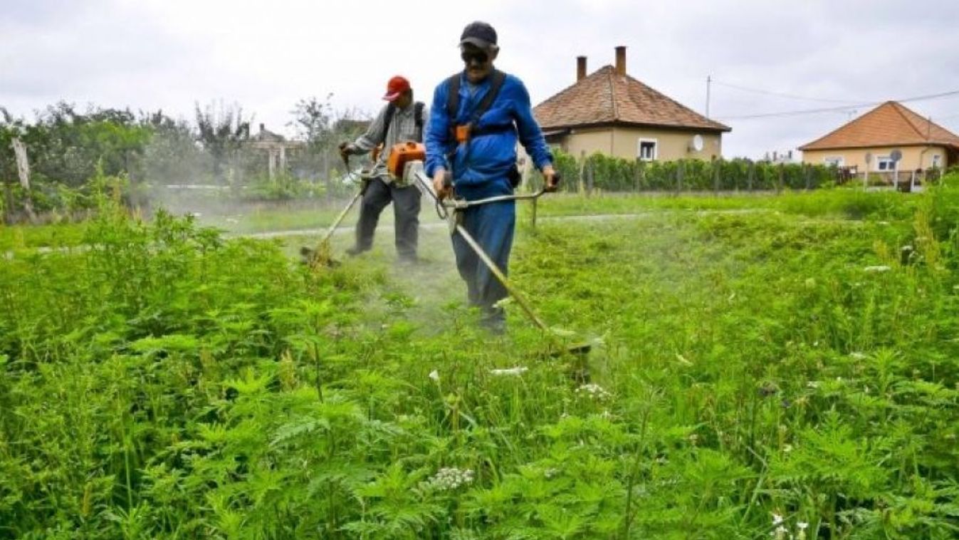 Zalakaroson a hangsúly a parlagfű elleni védekezésen van