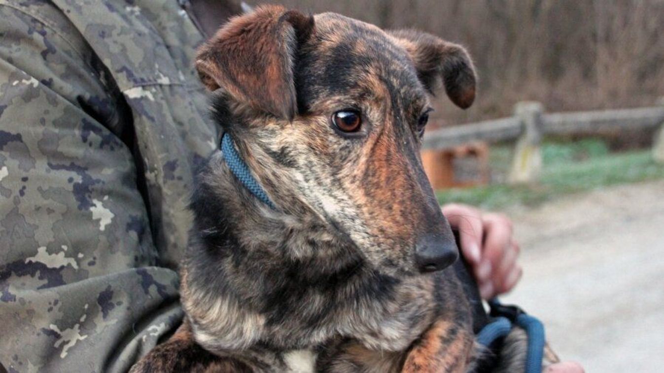 Kutya jutott bajba Zalakaroson