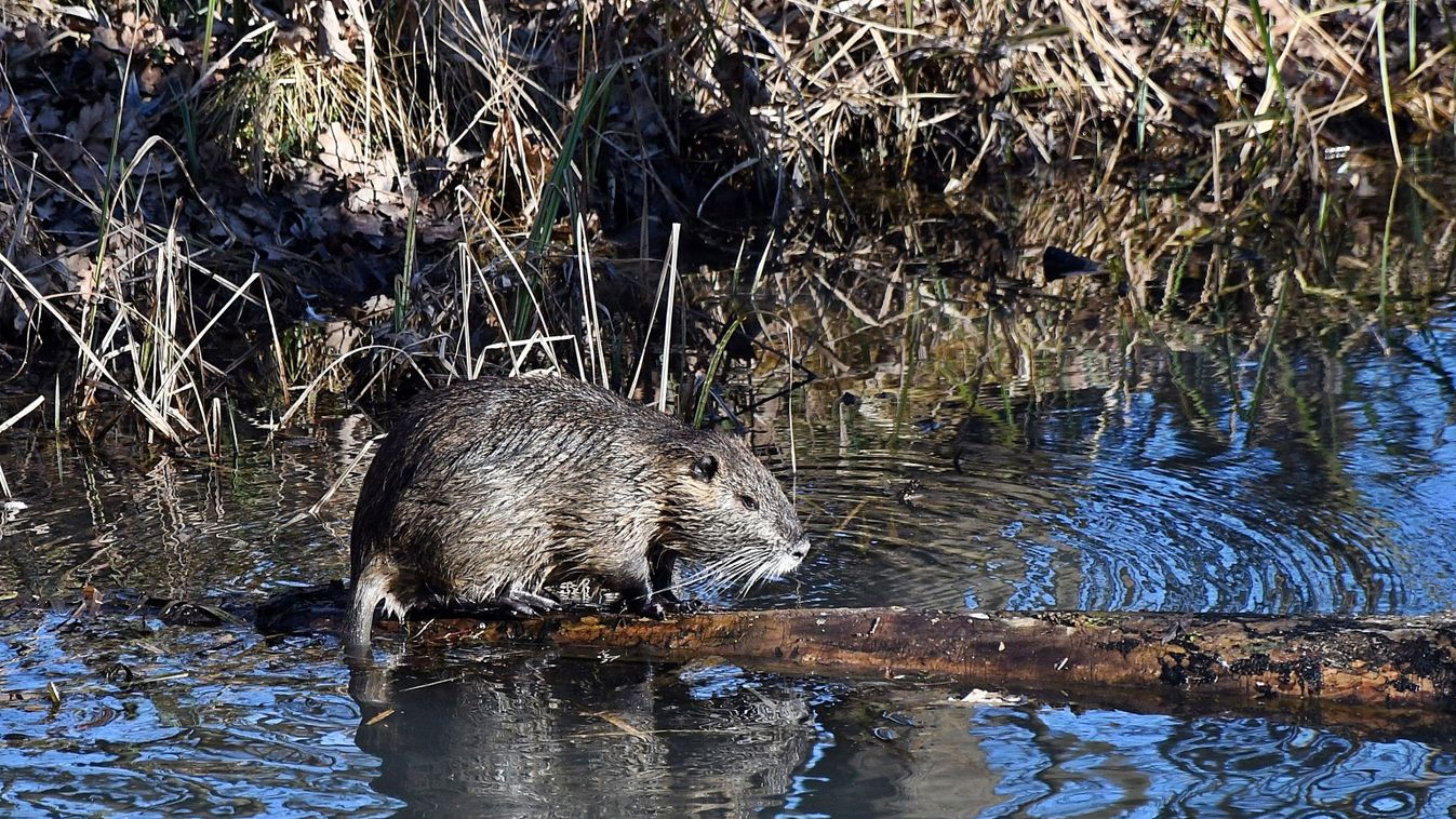 Elszaporodott a nutria Zala megye nyugati peremén