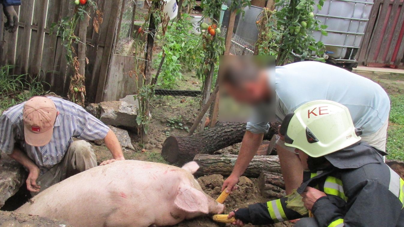 Állatokat is mentettek a Zala vármegyei tűzoltók