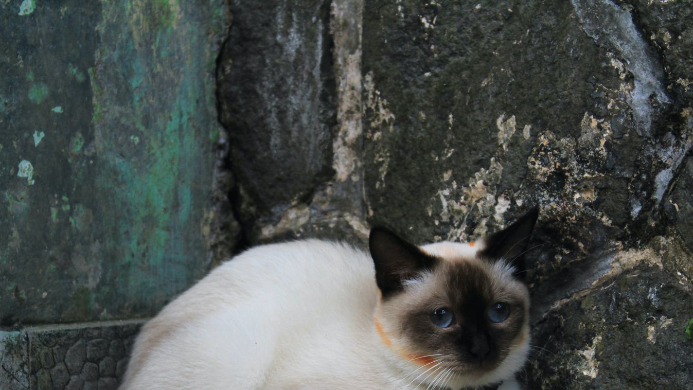 Tíz méter mély kútba esett egy macska Zalakaroson