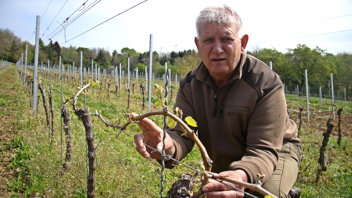 Elmaradást mutat a szőlő fejlődése