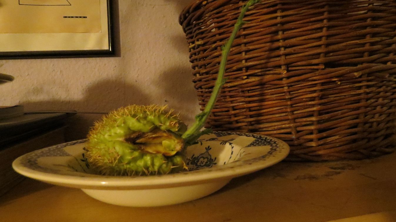 Új kertlakónk a chayote, az egymagvú tök