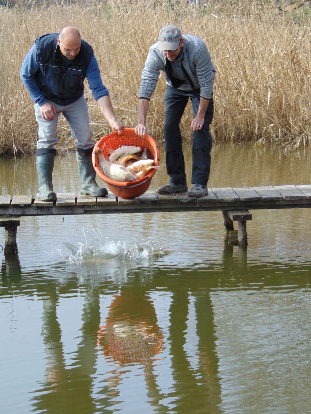 Két pacsai horgász, Tollár Szilárd és Kelemen József pontyokat engednek a vízbe.
