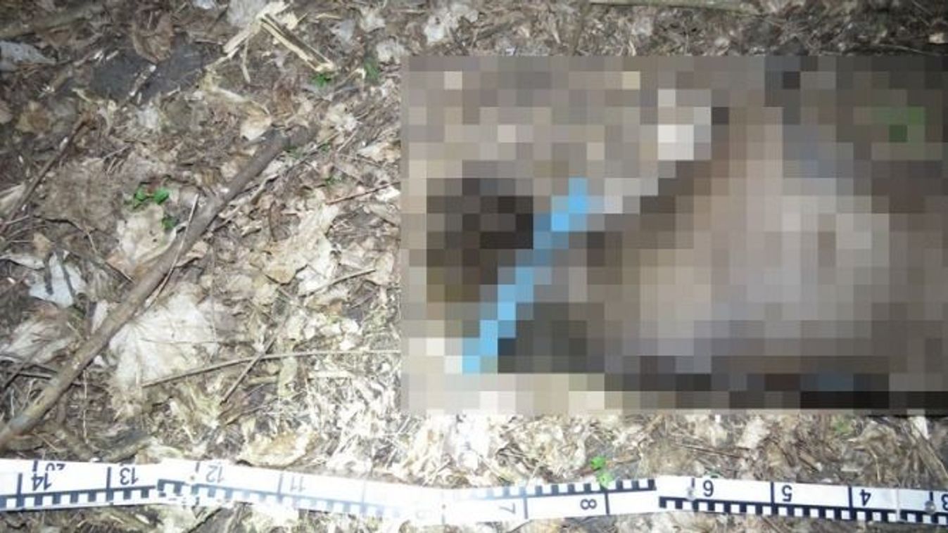 Megdöbbentő: felakasztottak egy kutyát az erdőben