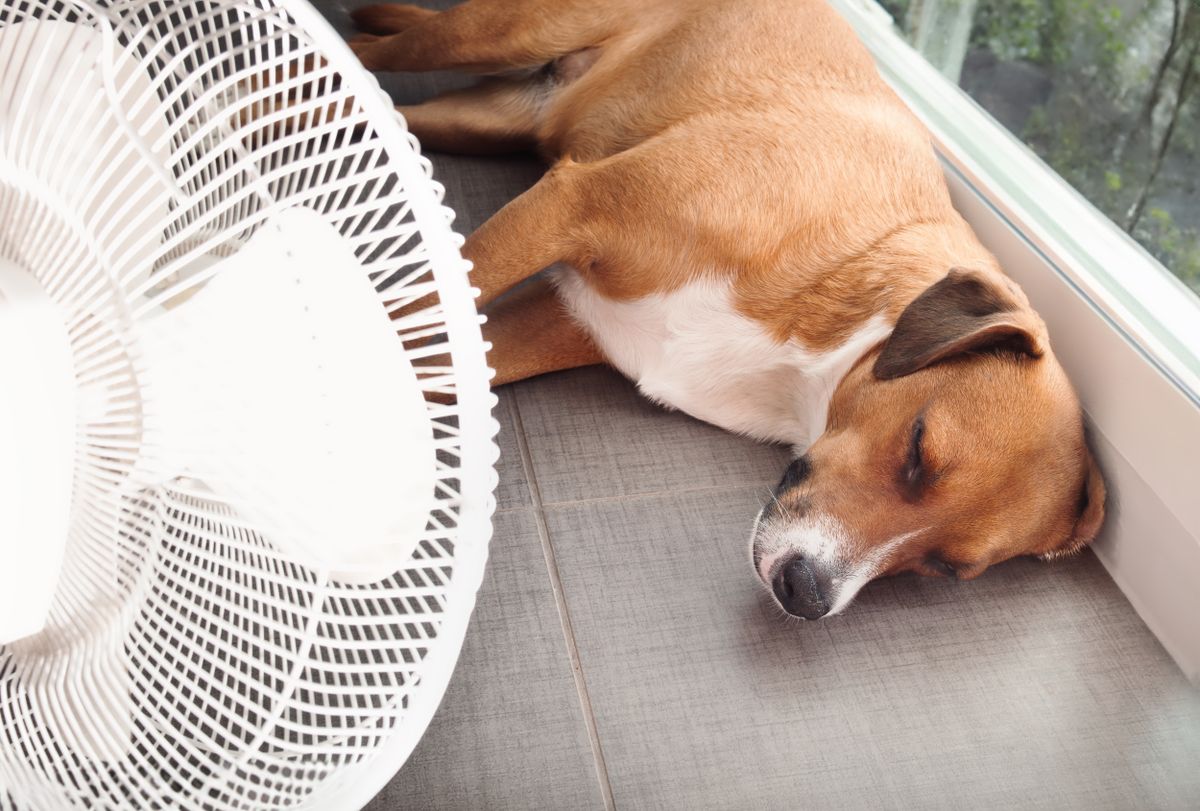 Dog,Lying,In,Front,Of,Fan,On,Kitchen,Floor,During