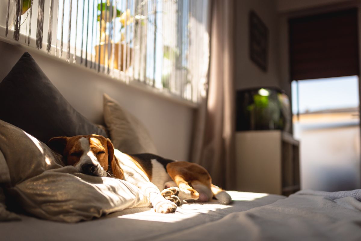 Beagle,Dog,Sleeping,On,A,Sofa,Resting,During,Summer,Heat