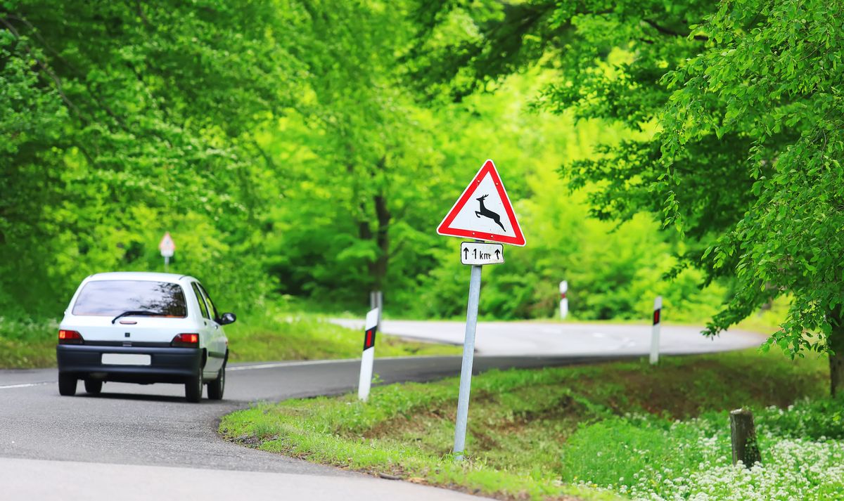 Traffic,In,Forest,Road,With,Deer,Caution,Roadsign