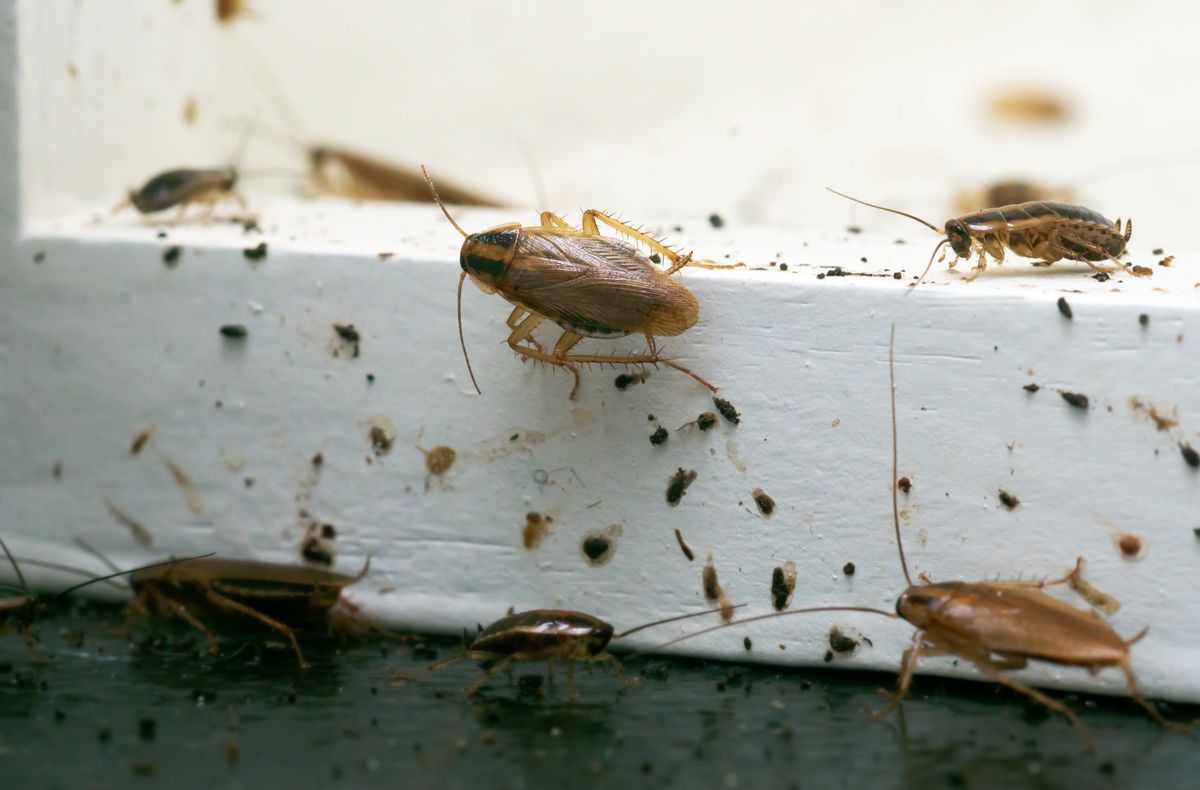 A,Lot,Of,Cockroaches,Are,Sitting,On,A,White,Wooden