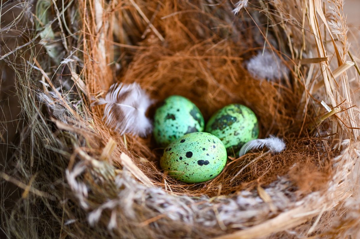 Bird,Nest,On,Tree,Branch,With,Three,Eggs,Inside,,Bird