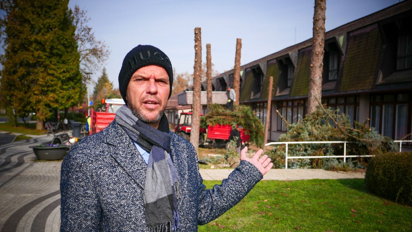 Fenyőfák Zalakaroson: elszáradtak, ezért kivágták – videó