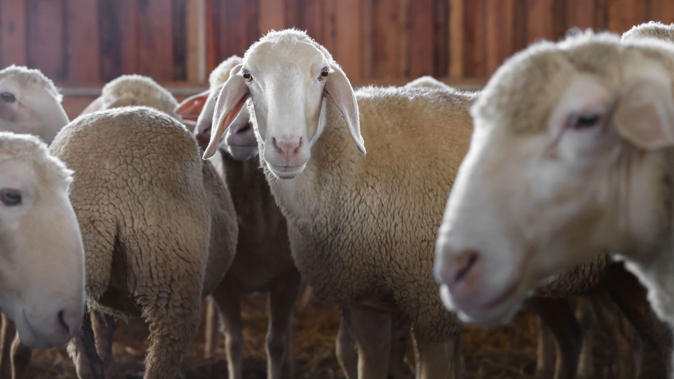 Zalában megjelent a kiskérődzők pestise, ez az első eset az országban