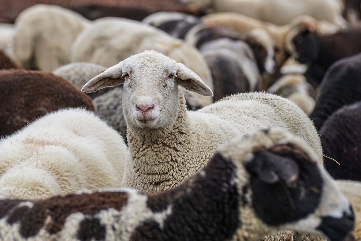 Kiskérődzők pestise. Zalában juhokat fertőzött meg ez a betegség, amely még nem fordult elő az országban