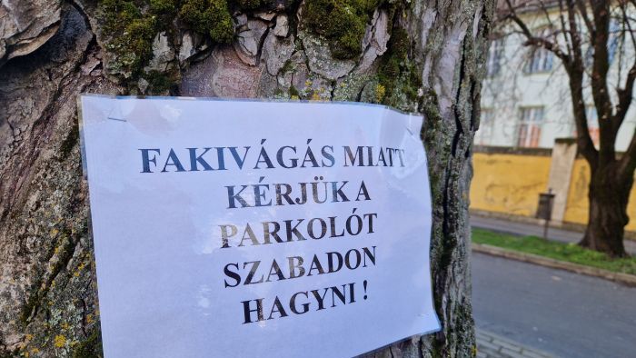 Dől a fa Keszthelyen