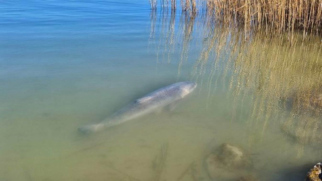 Ekkora hal tényleg van a Balatonban? – Nem örülnél, ha a lábaidnál úszkálna!