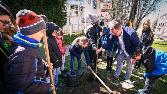 A vadgesztenye fák csemetéjét átültették