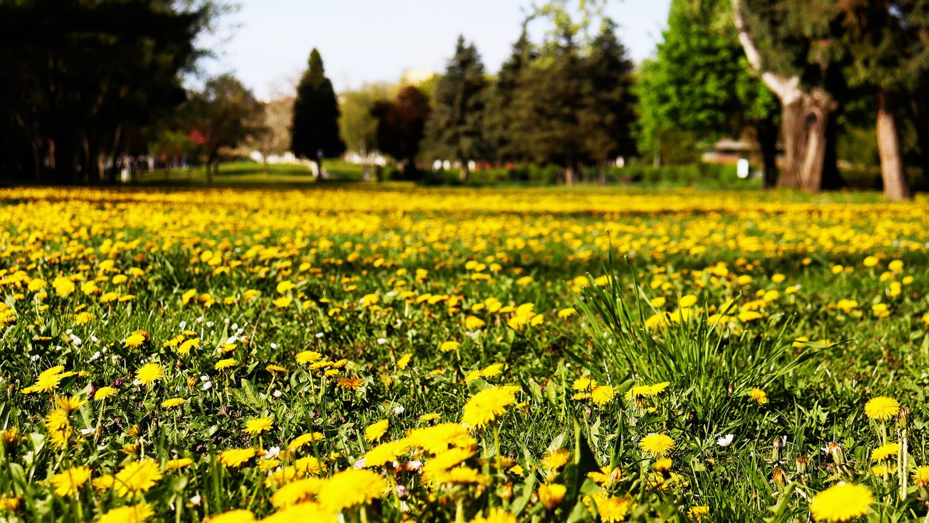 Sárgában a park: a rákkutatásban is vizsgálták a növény kedvező hatását