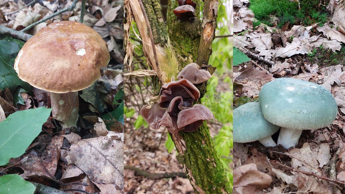 A nyári vargánya, a júdásfülegomba és a varashátú galambgomba ehető