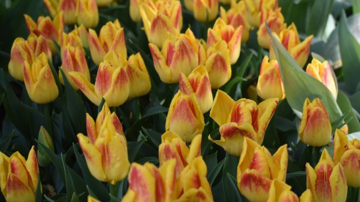 Tulipánok Szlovéniában