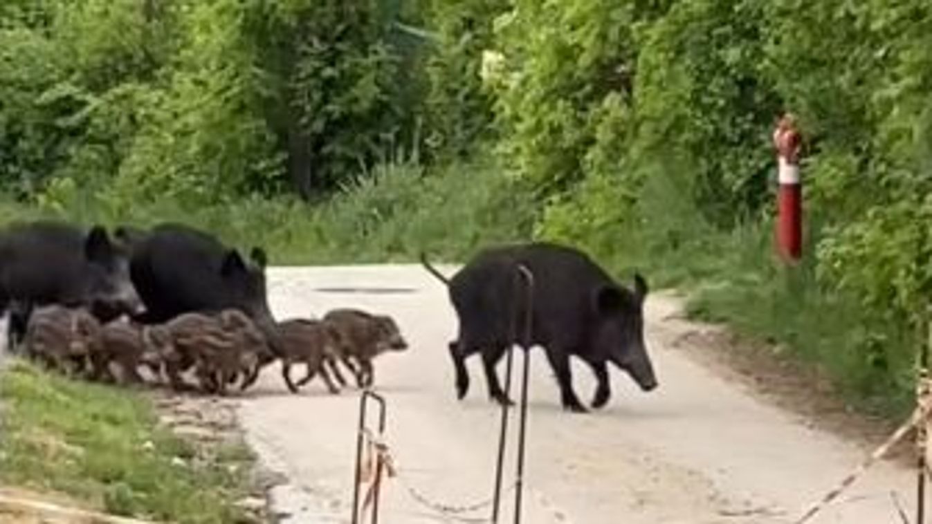 Népes vaddisznócsalád masírozott végig a balatoni város utcáján - egyszerre cuki és ijesztő ez a videó!