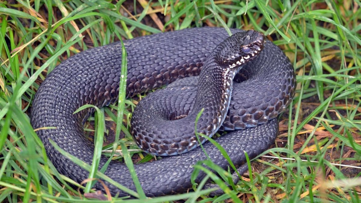 vipera