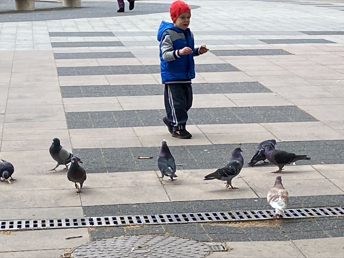 Galambokat etet egy kisfiú a zalaegerszegi Dísz téren
