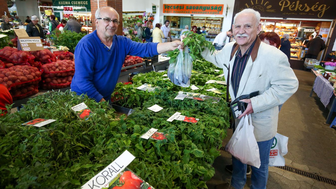 A holland magból kiskanizsai szakértelemmel lesz kitűnő minőségű palánta (galéria)