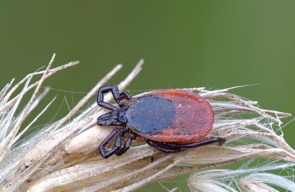 Közép-Európában a közönséges kullancs a Lyme-kór fertőzés legfontosabb terjesztője