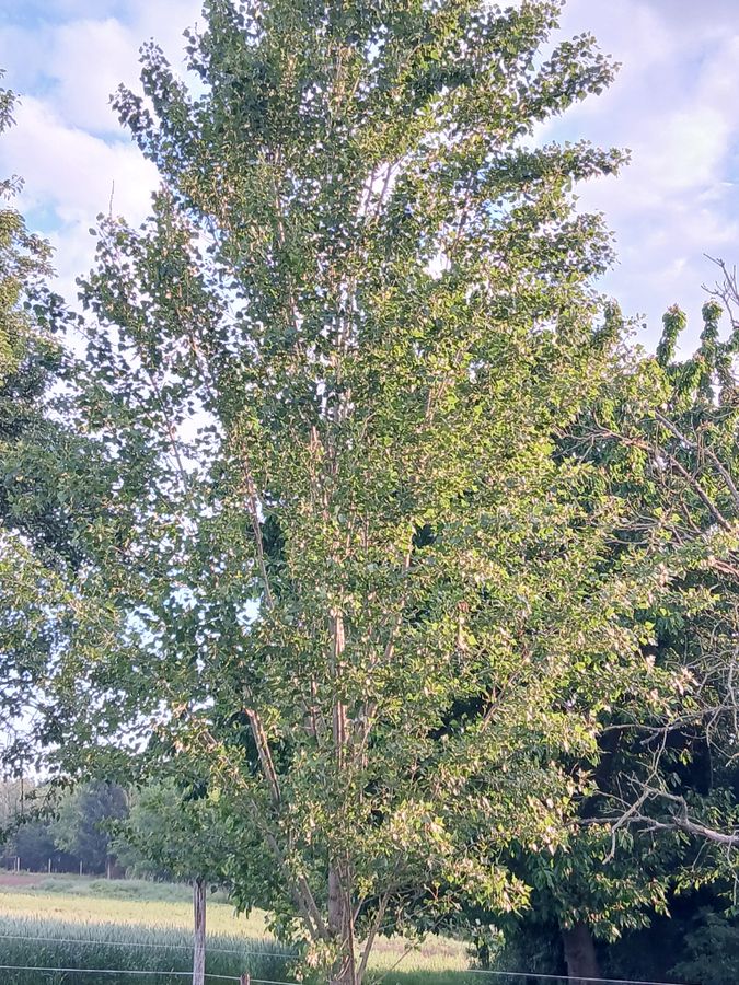 pollenek