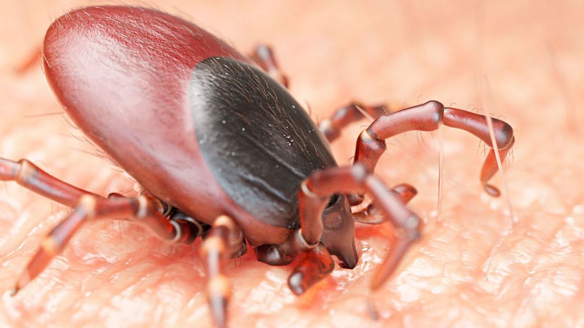 Kullancs-encephalitis. Szerencsére ritkán fordul elő a kullancs okozta legsúlyosabb vírusos agyvelő- és agyhártyagyulladás