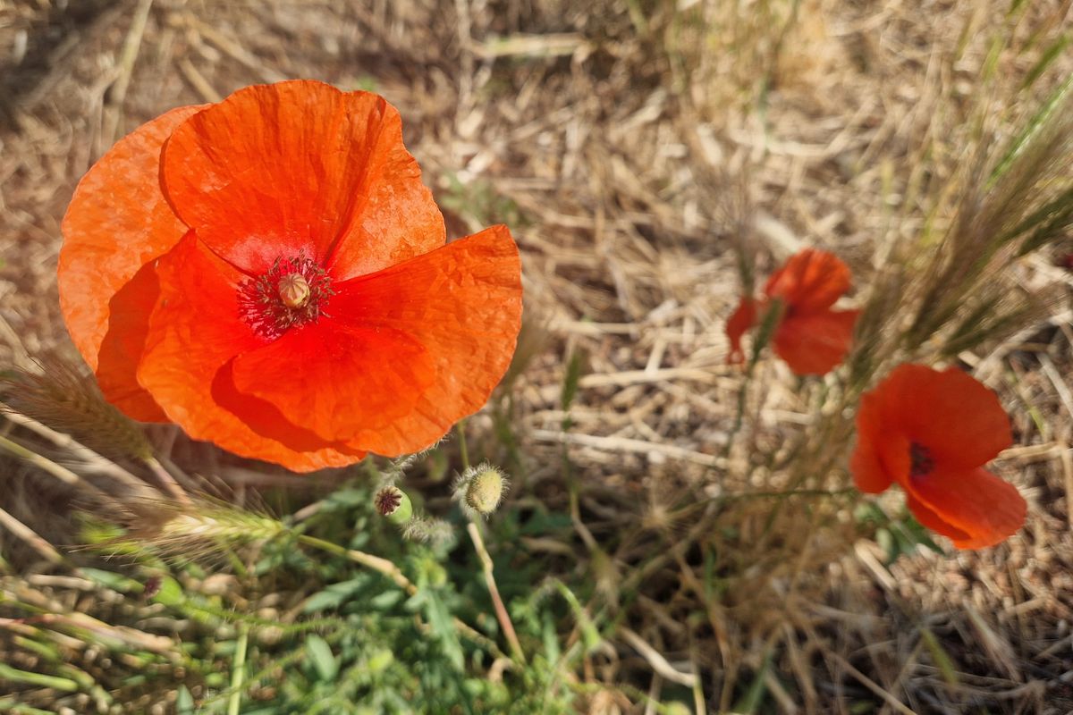 nyáriasan meleg