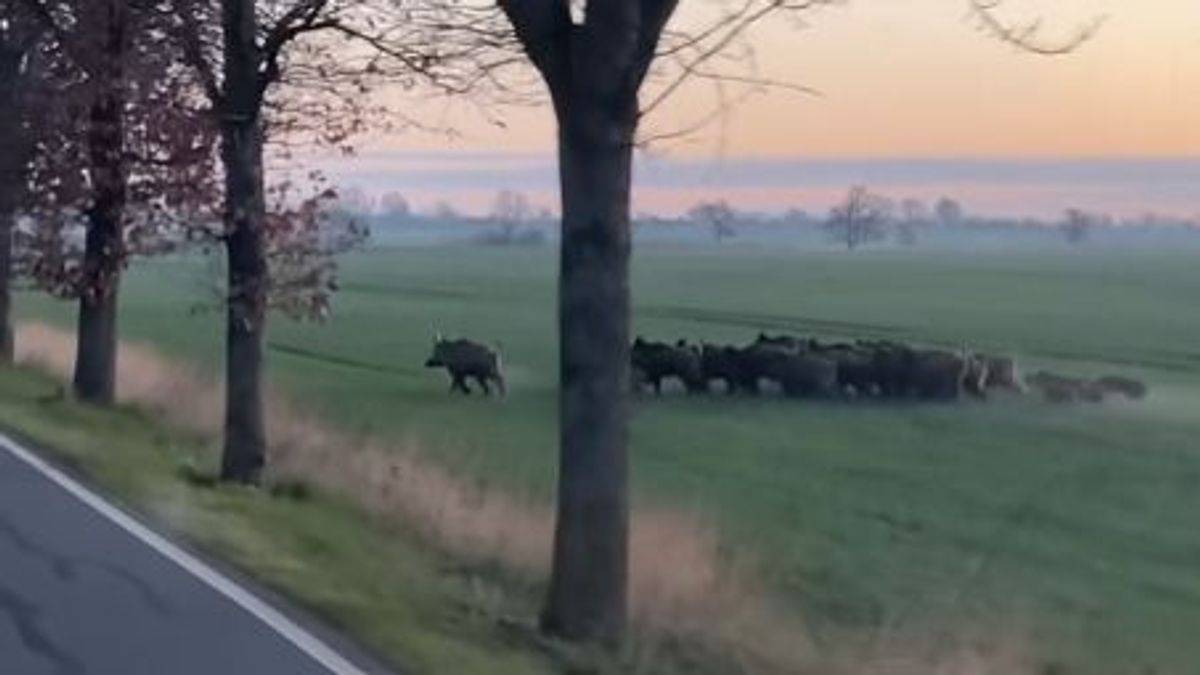 Elképesztő látvány! – Hatalmas vaddisznókonda keresztezi az autó útját (videó)